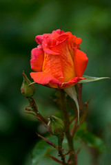 Obraz premium Rose against the green background