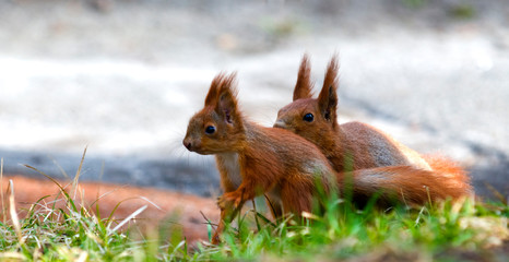 two squirrels