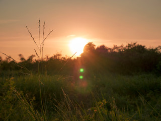 Fototapeta premium sunset over wheat field