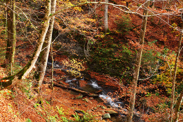 Brook in the Autumn Beech Forest
