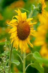 Yellow sunflowers on the background of the summer sky
