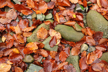 Beech leaves on an annual stone