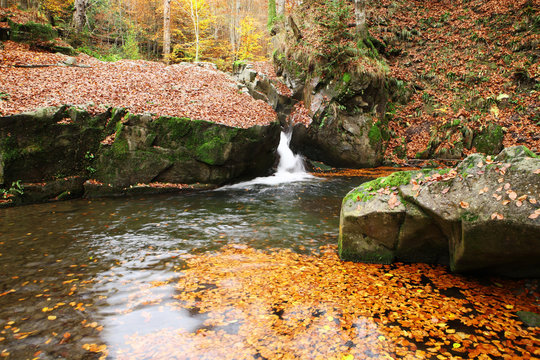 Brook in the Autumn Beech Forest