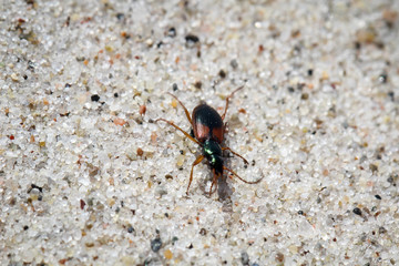 Käfer im Sand