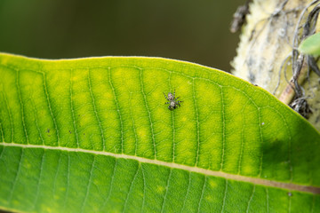Peppered Jumping Spider on Leaf