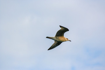 Flying Seagull on the sky background.