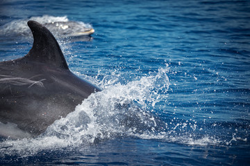 A jumping family of wild bottlenose dolphins, Tursiops truncatus, spotted during a whale watching trip in front of the coast between Pico and Faial, in the western Açores Islands.