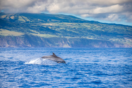 A Jumping Family Of Wild Bottlenose Dolphins, Tursiops Truncatus, Spotted During A Whale Watching Trip In Front Of The Coast Between Pico And Faial, In The Western Açores Islands.