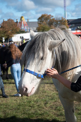 girl with her horse