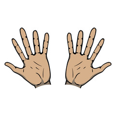 Vector illustration of a human hand. Wrist. Human palm.