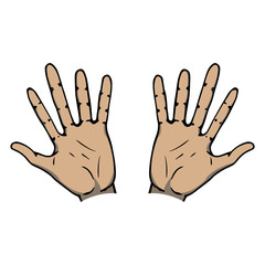 Vector illustration of a human hand. Wrist. Human palm.