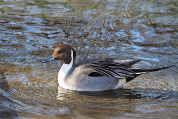 Anas acuta - Un canard pilet mâle barbotant sur l'eau