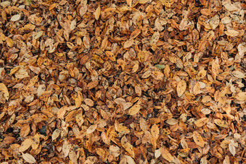 Close up of dry fallen leaves on ground