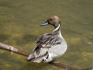 Anas acuta - Un canard pilet mâle posé sur une branche au bord de l'eau.