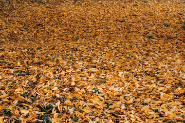 Fallen dry leaves in autumn forest