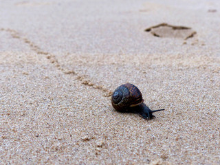 Snail on the beach