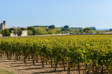 Fototapeta na wymiar Vineyard at Saint-Emilion village, Aquitaine, France