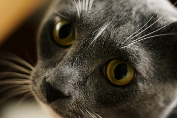 gray smooth-haired cat with yellow eyes on a blurred yellowish background