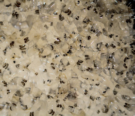 Weiße Mückenlarven, Macro