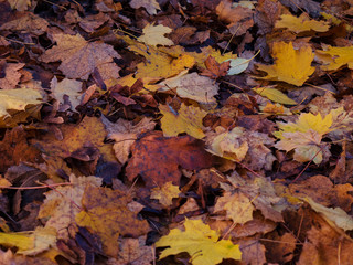 colorful red and yellow autumn leaves
