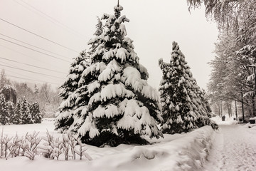 Christmas tree in the snow