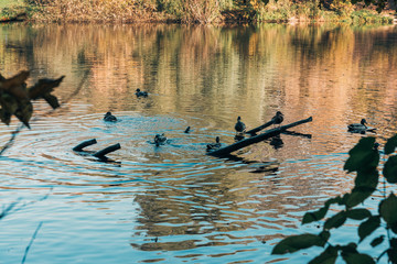 Selective focus of wild ducks swimming in lake