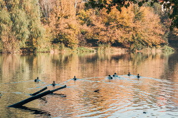 Ducks swimming in lake near peaceful autumn forest