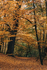 Obraz premium Autumn forest with yellow leaves on tree twigs