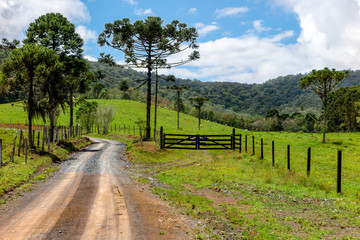 Fototapeta na wymiar Dirt road with wooden gate, pasture of cattle, pine and Araucaria, hill with forest in the background, blue sky with clouds, Dr. Pedrinho, Santa Catarina