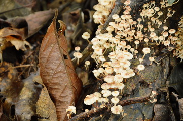 fungus mushroom bunch growing from decay log on ground in forest