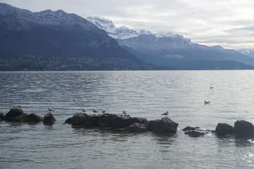 Fototapeta premium Oiseaux sur le lac d'Annecy