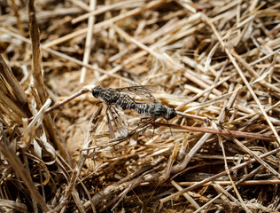 Fliegen bei der Paarung im Gestrüpp