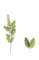 Holy basil Close up
