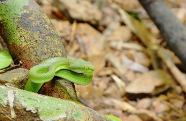 green pit vipers Asian snake roll on wooden log in forest