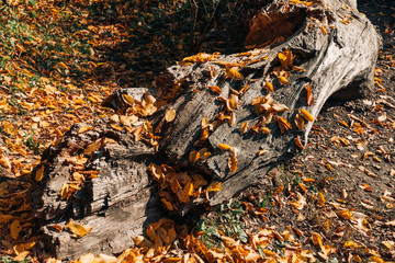 Fallen autumn leaves near huge wooden log