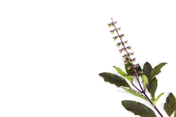 Holy basil Close up
