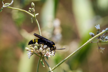 Insekt, Biene, Hornisse, Wespe 