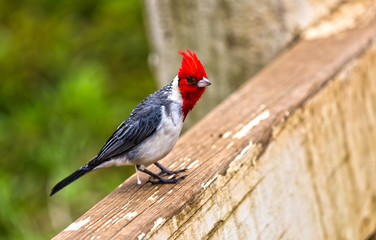Red Crested Cardinal Bird on Hawaiian Islands