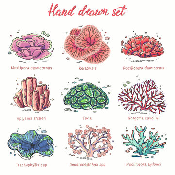 Set of different corals on white background. Graphic сollection of hand-drawn isolated objects. Colorful vector illustration.