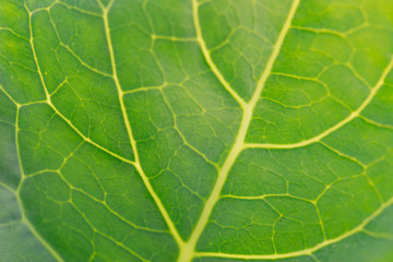Close up Chinese Kale planted in garden.