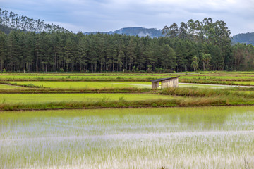 Farm with plantation or rice cultivation, new seedling, hill with forest in the background, cloudy day, Alto Cedros, Santa Catarina