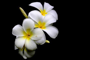 White flowers and black background
