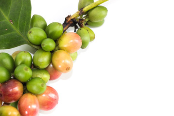 Arabica coffee Close up