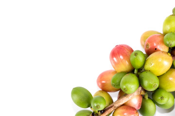 Arabica coffee Close up