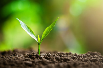 young plant growing in nature