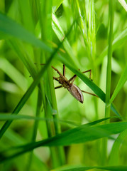 Raubspinne zwischen Gräsern
