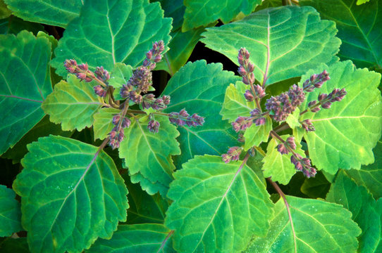 Looking down at flowering patchouli plant also known as pogostemon cablin used in aromatherapy, essential oils and herbal medicine.