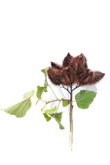 Bixa Orellana Close up