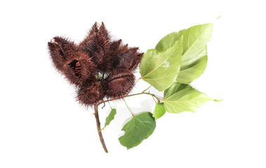 Bixa Orellana Close up