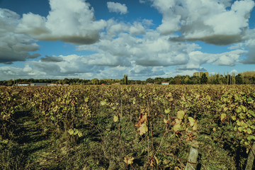 Vignobles &agrave; Clisson pr&egrave;s de Nantes, Bretagne, France. Architecture typique de style italien rappelant une ville toscane. Muscadet.